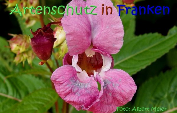 Copyright AiS Albert Meier Bild zum Eintrag (67686-160)
