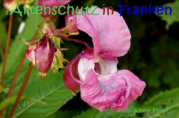 Copyright AiS Albert Meier Bild zum Eintrag (67687-160)