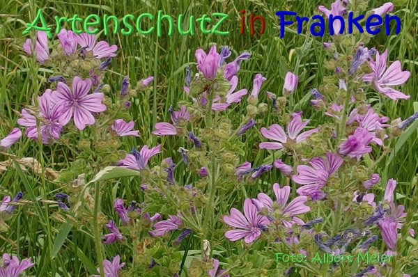 Bild zum Eintrag (67688-160)