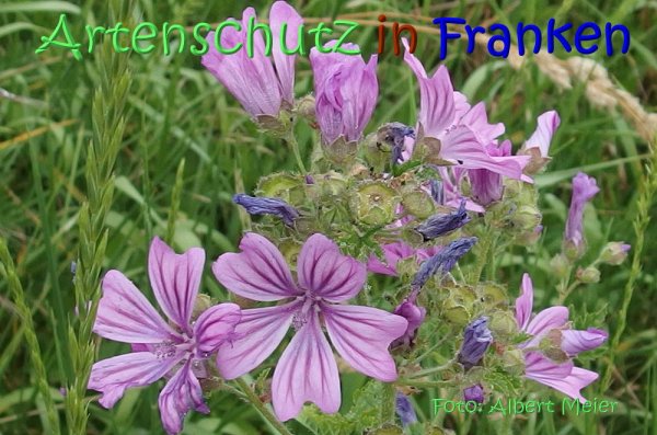 Copyright AiS Albert Meier Bild zum Eintrag (67689-160)