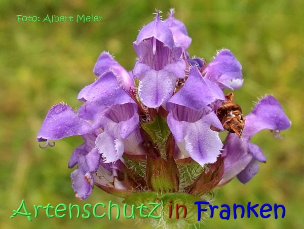 Copyright AiS Albert Meier Bild zum Eintrag (67698-160)