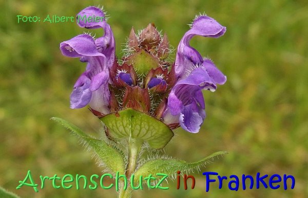 Copyright AiS Albert Meier Bild zum Eintrag (67699-160)