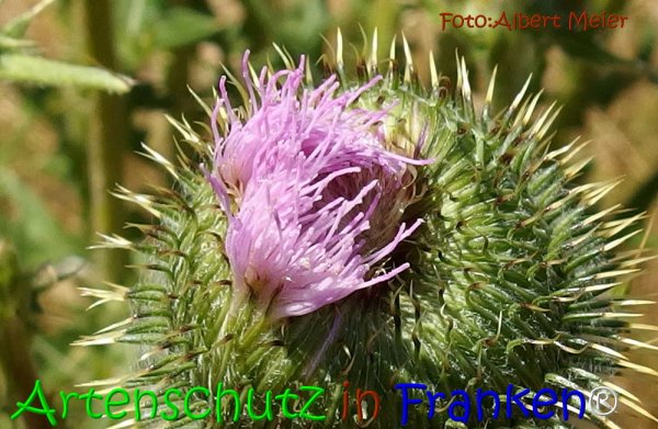 Copyright AiS Albert Meier Bild zum Eintrag (67783-160)