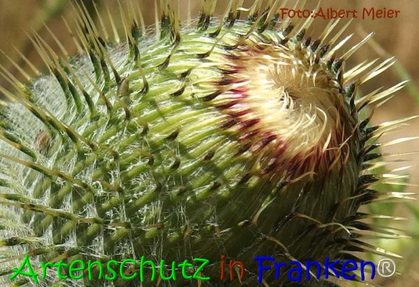 Copyright AiS Albert Meier Bild zum Eintrag (67784-160)
