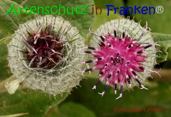 Copyright AiS Albert Meier Bild zum Eintrag (67791-160)