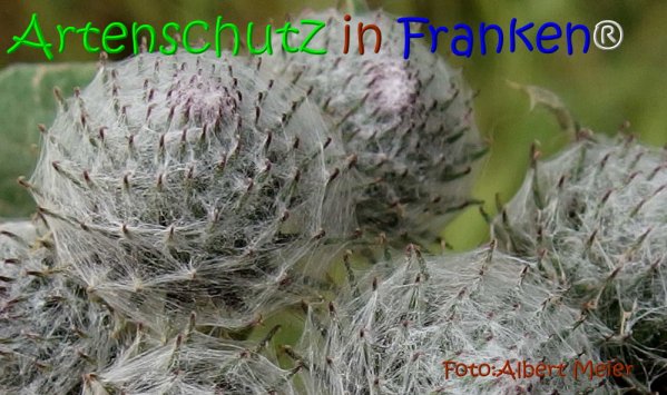 Copyright AiS Albert Meier Bild zum Eintrag (67795-160)