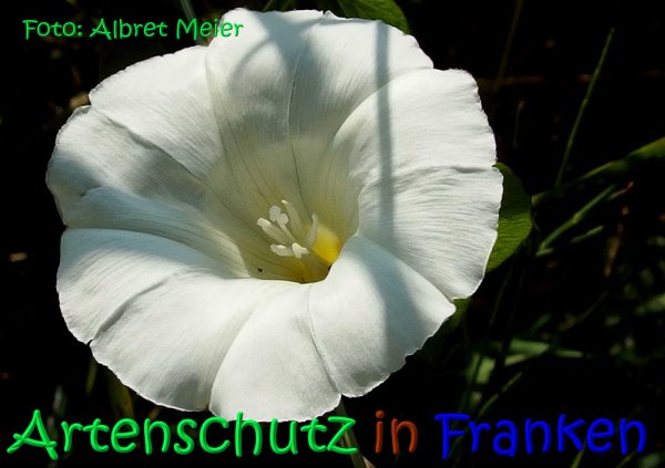 Copyright AiS Albert Meier Bild zum Eintrag (68245-160)
