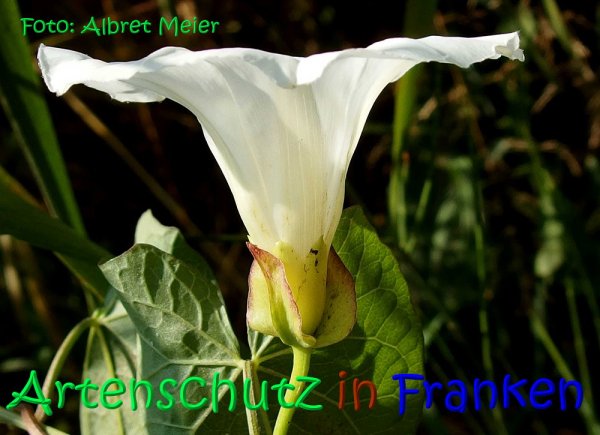 Copyright AiS Albert Meier Bild zum Eintrag (68246-160)