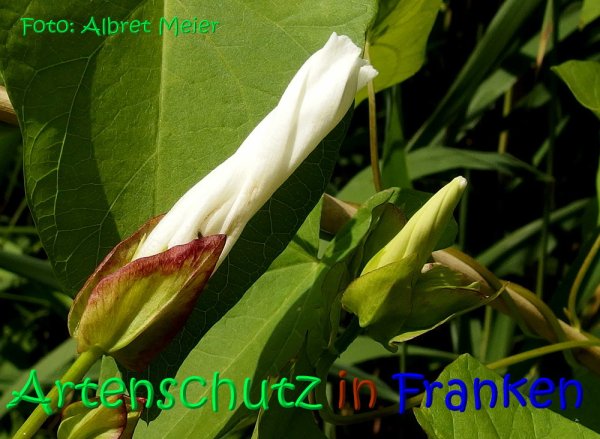 Copyright AiS Albert Meier Bild zum Eintrag (68247-160)