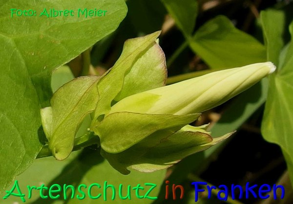 Copyright AiS Albert Meier Bild zum Eintrag (68248-160)