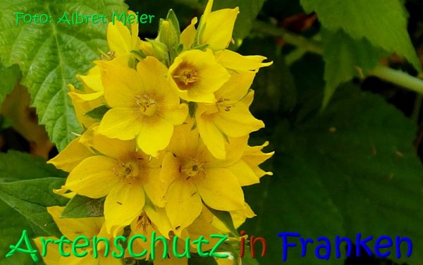 Copyright AiS Albert Meier Bild zum Eintrag (68253-160)