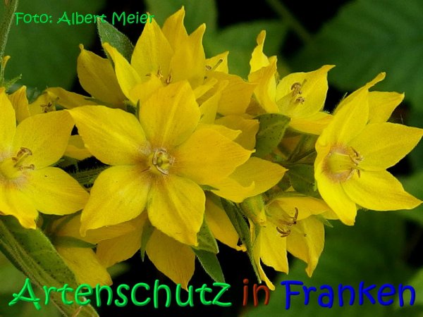 Copyright AiS Albert Meier Bild zum Eintrag (68254-160)