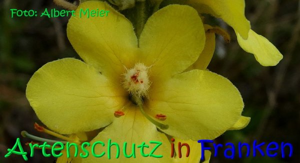 Copyright AiS Albert Meier Bild zum Eintrag (68264-160)
