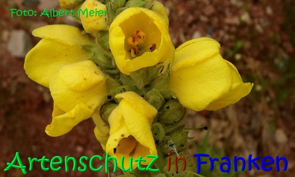 Copyright AiS Albert Meier Bild zum Eintrag (68268-160)