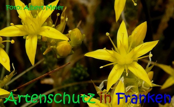 Copyright AiS Albert Meier Bild zum Eintrag (68274-160)