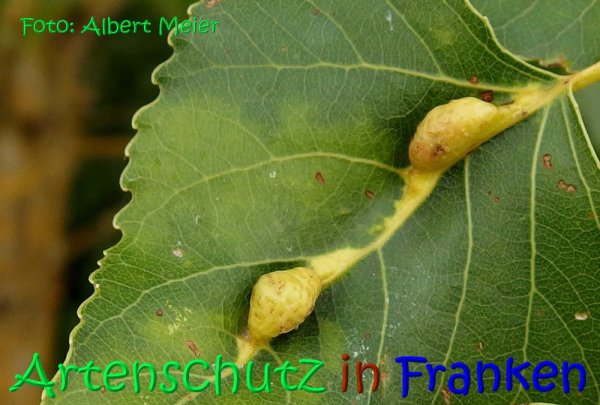 Copyright AiS Albert Meier Bild zum Eintrag (68287-160)