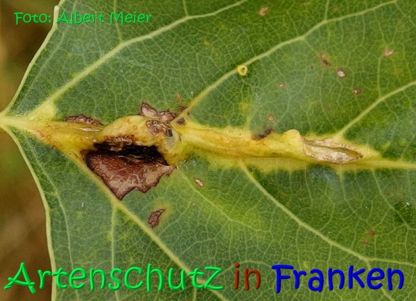 Copyright AiS Albert Meier Bild zum Eintrag (68288-160)