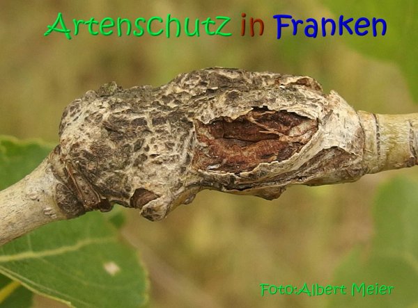 Copyright AiS Albert Meier Bild zum Eintrag (68328-160)