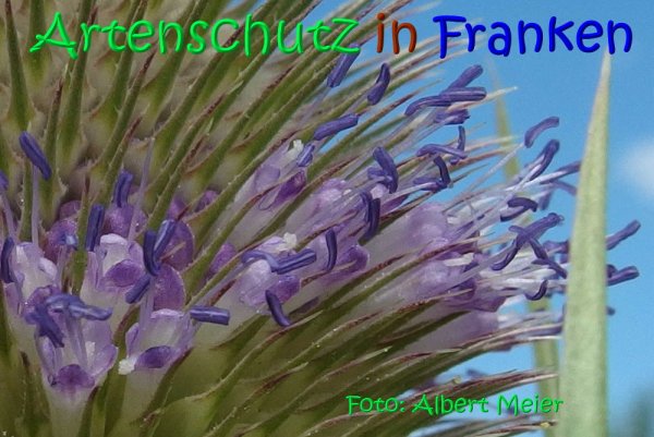 Copyright AiS Albert Meier Bild zum Eintrag (68339-160)