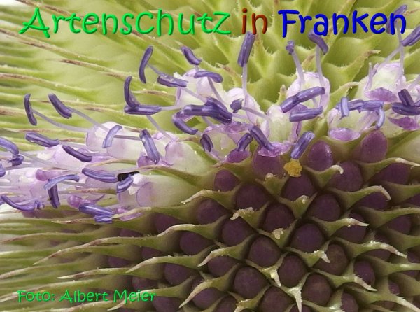 Copyright AiS Albert Meier Bild zum Eintrag (68341-160)