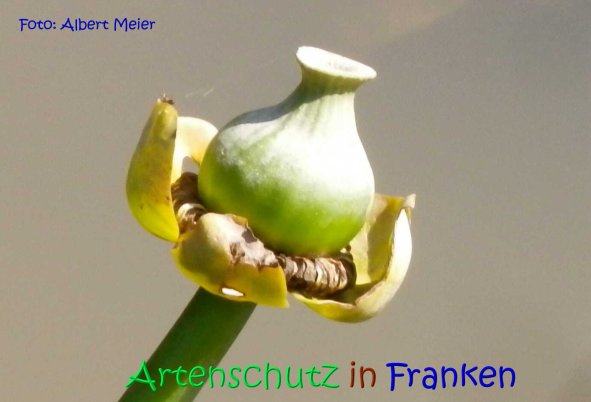 Copyright AiS Albert Meier Bild zum Eintrag (68527-160)