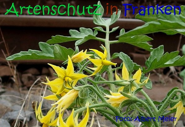 Bild zum Eintrag (68530-160)