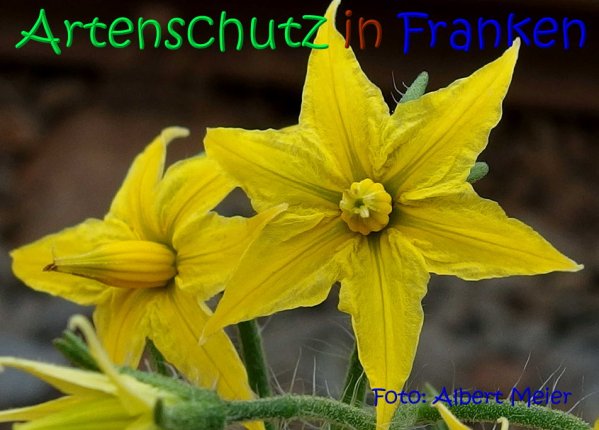 Bild zum Eintrag (68531-160)