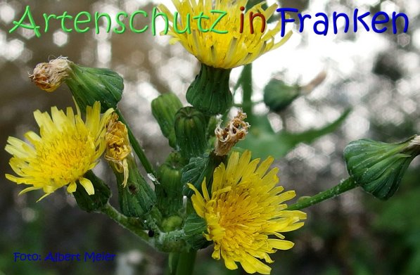 Copyright AiS Albert Meier Bild zum Eintrag (68658-160)