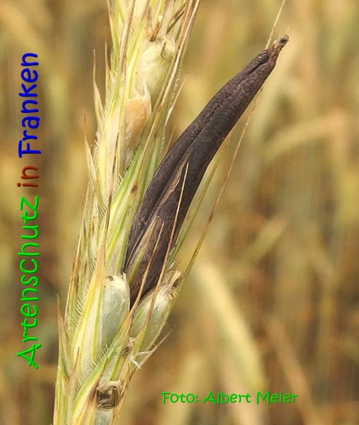 Copyright AiS Albert Meier Bild zum Eintrag (68691-160)