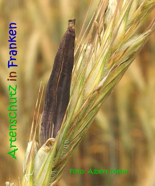 Copyright AiS Albert Meier Bild zum Eintrag (68692-160)