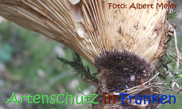 Copyright AiS Albert Meier Bild zum Eintrag (68719-160)