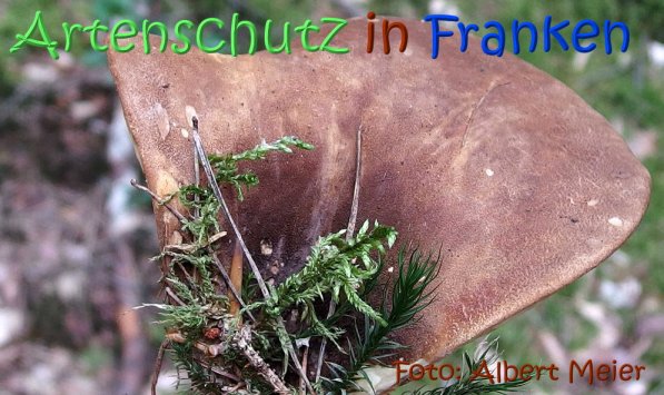Copyright AiS Albert Meier Bild zum Eintrag (68720-160)