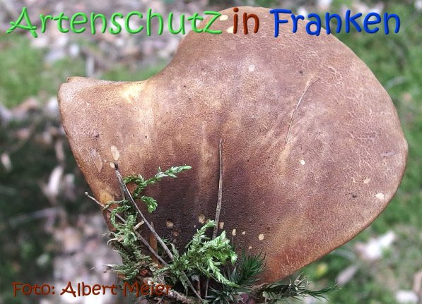 Copyright AiS Albert Meier Bild zum Eintrag (68721-160)