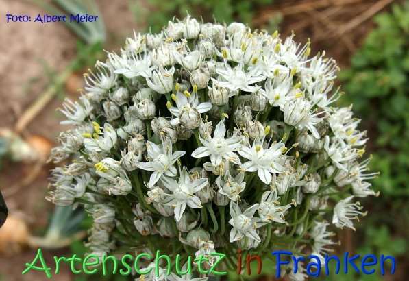 Copyright AiS Albert Meier Bild zum Eintrag (68744-160)