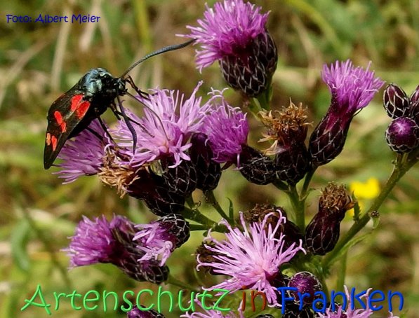 Copyright AiS Albert Meier Bild zum Eintrag (68749-160)