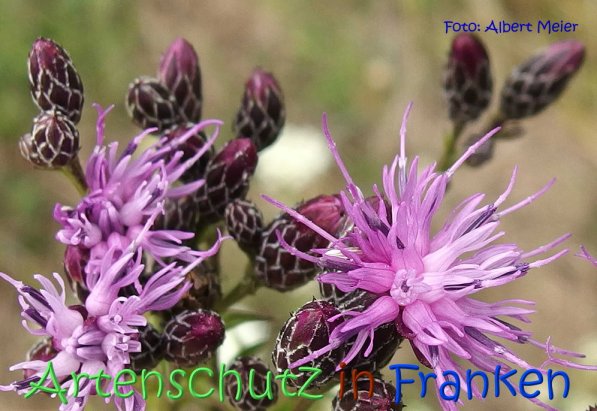 Copyright AiS Albert Meier Bild zum Eintrag (68750-160)