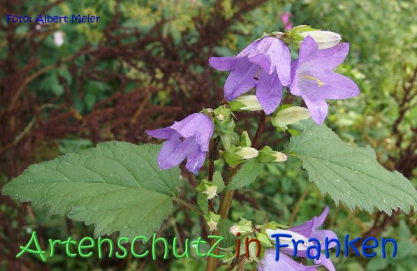 Copyright AiS Albert Meier Bild zum Eintrag (68753-160)