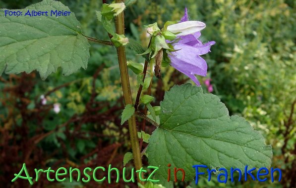 Copyright AiS Albert Meier Bild zum Eintrag (68755-160)