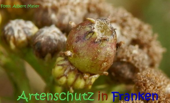 Copyright AiS Albert Meier Bild zum Eintrag (68832-160)