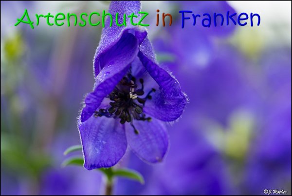 Copyright AiS Johannes Rother Bild zum Eintrag (68957-160)