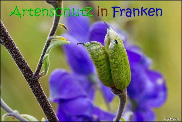 Copyright AiS Johannes Rother Bild zum Eintrag (68959-160)
