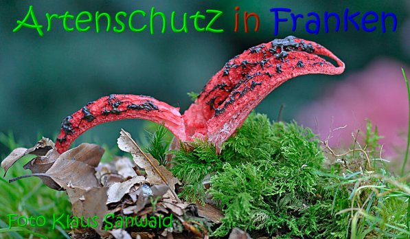 Copyright AiS Klaus Sanwald Bild zum Eintrag (69064-160)