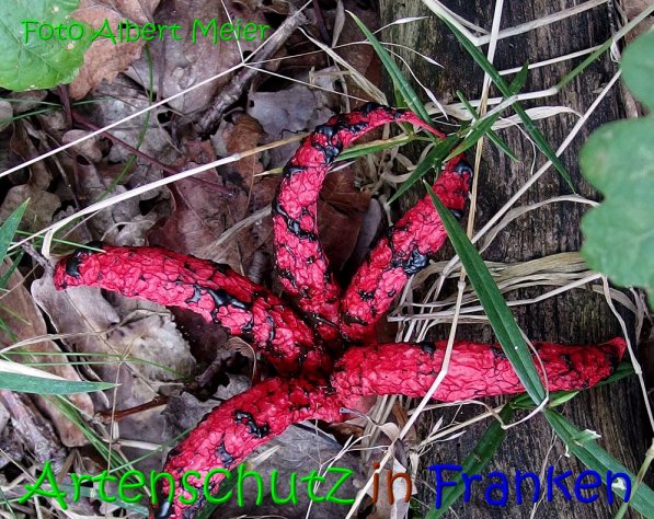Copyright AiS Albert Meier Bild zum Eintrag (69066-160)
