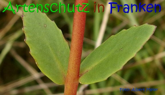 Copyright AiS Albert Meier Bild zum Eintrag (69414-160)