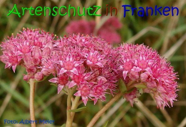 Copyright AiS Albert Meier Bild zum Eintrag (69415-160)