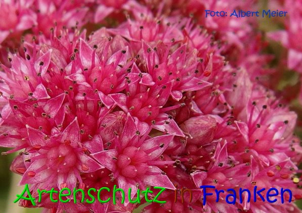 Copyright AiS Albert Meier Bild zum Eintrag (69416-160)