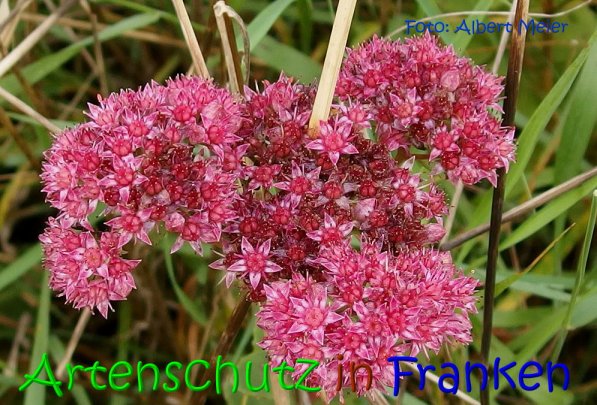 Copyright AiS Albert Meier Bild zum Eintrag (69418-160)