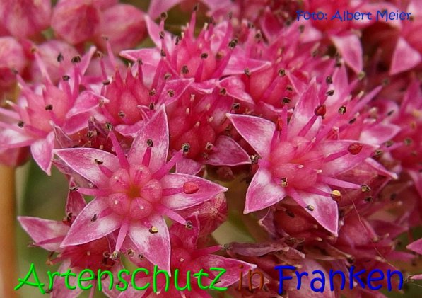 Copyright AiS Albert Meier Bild zum Eintrag (69419-160)