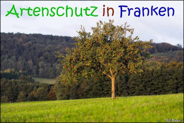 Copyright AiS Johannes Rother Bild zum Eintrag (69458-160)
