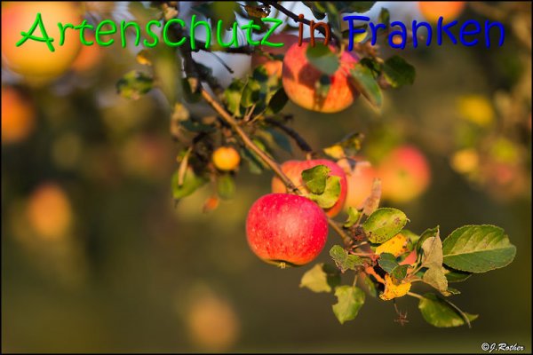 Copyright AiS Johannes Rother Bild zum Eintrag (69459-160)